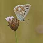 Silbergrüner Bläuling (Polyommatus coridon)