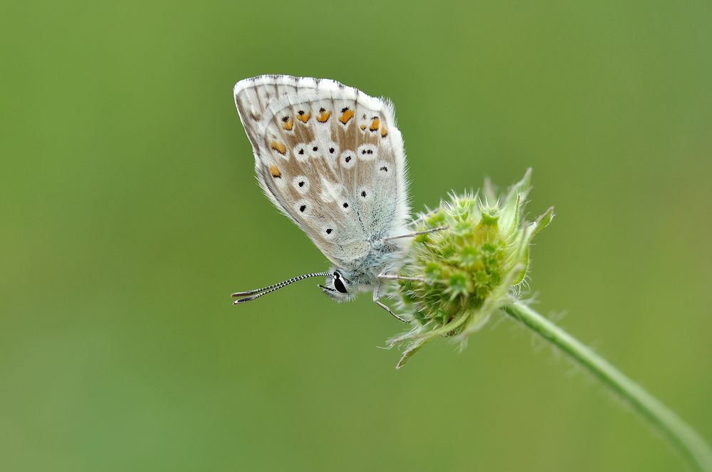 Silbergrüner Bläuling (Polyommatus coridon)