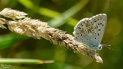 Silbergrüner Bläuling - Polyommatus coridon