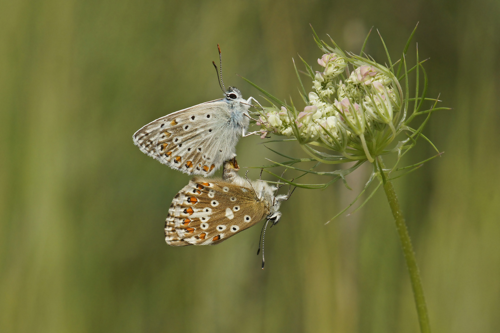 Silbergrüner Bläuling (Polyommatus coridon)