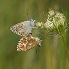 Silbergrüner Bläuling (Polyommatus coridon)