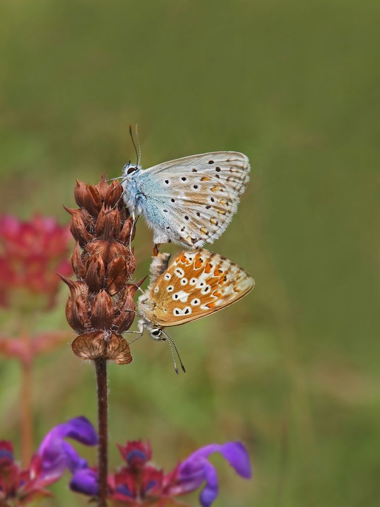 Silbergrüner Bläuling (Polyommatus coridon)