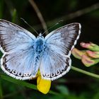 Silbergrüner Bläuling (Polyommatus coridon)