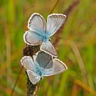 Silbergrüner Bläuling (Polyommatus coridon bzw. Lysandra coridon) - L'Argus bleu-nacré.