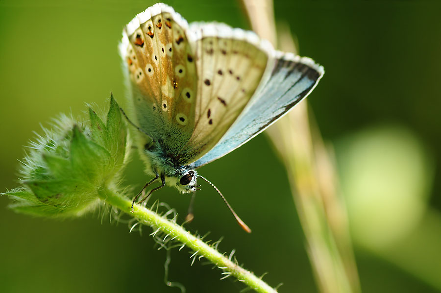 Silbergrüner Bläuling (Polyommatus coridon)