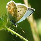 Silbergrüner Bläuling (Polyommatus coridon)