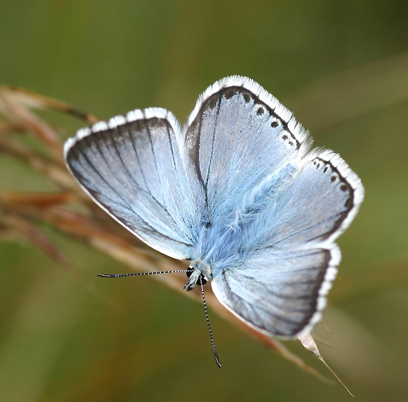 Silbergrüner Bläuling - Polyommatus coridon