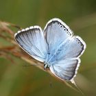 Silbergrüner Bläuling - Polyommatus coridon