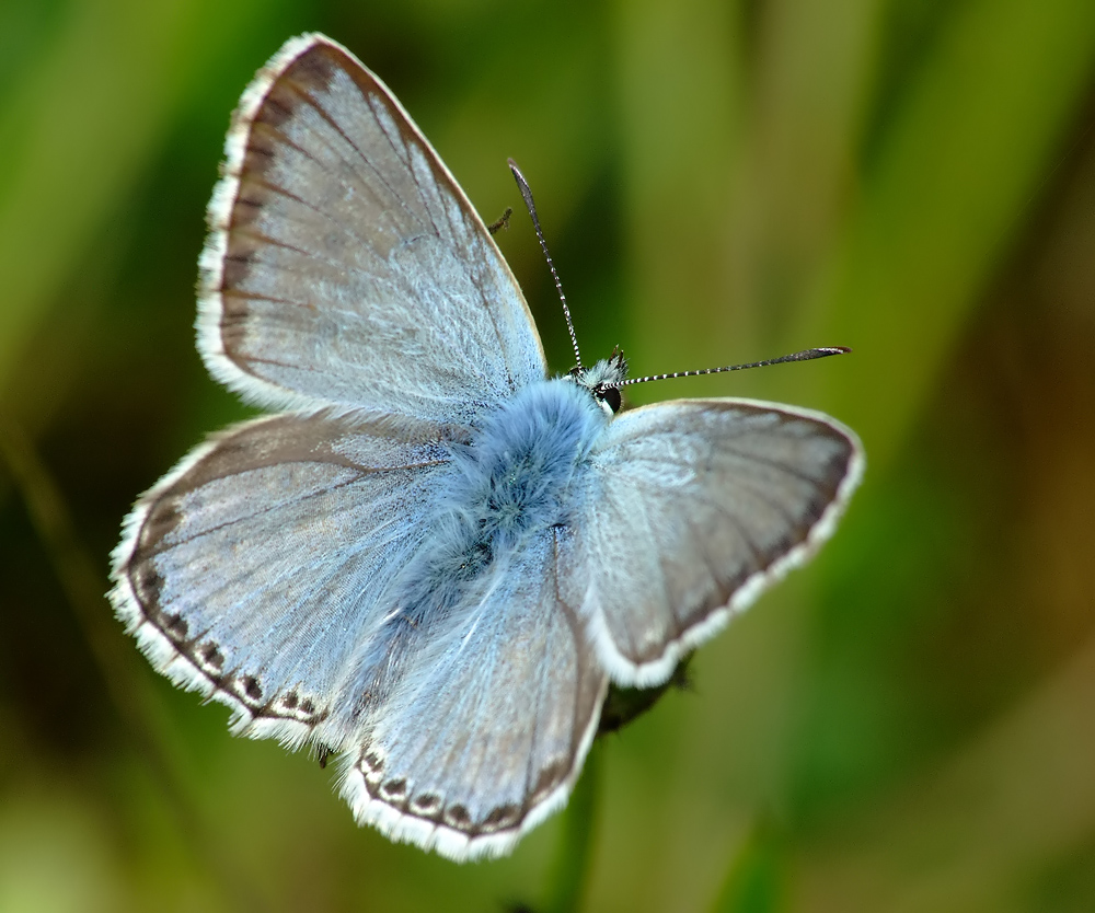 Silbergrüner Bläuling (Polyommatus coridon)