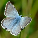 Silbergrüner Bläuling (Polyommatus coridon)