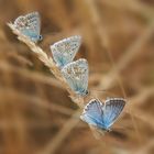 Silbergrüner Bläuling (Polyommatus coridon)