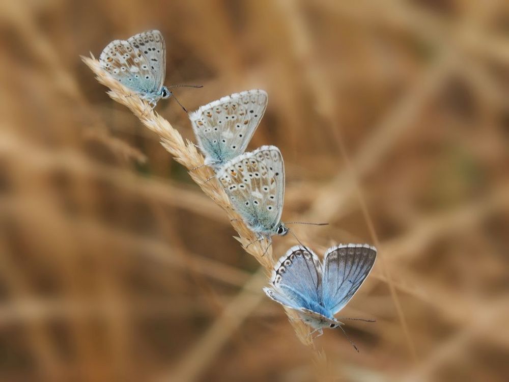 Silbergrüner Bläuling (Polyommatus coridon)