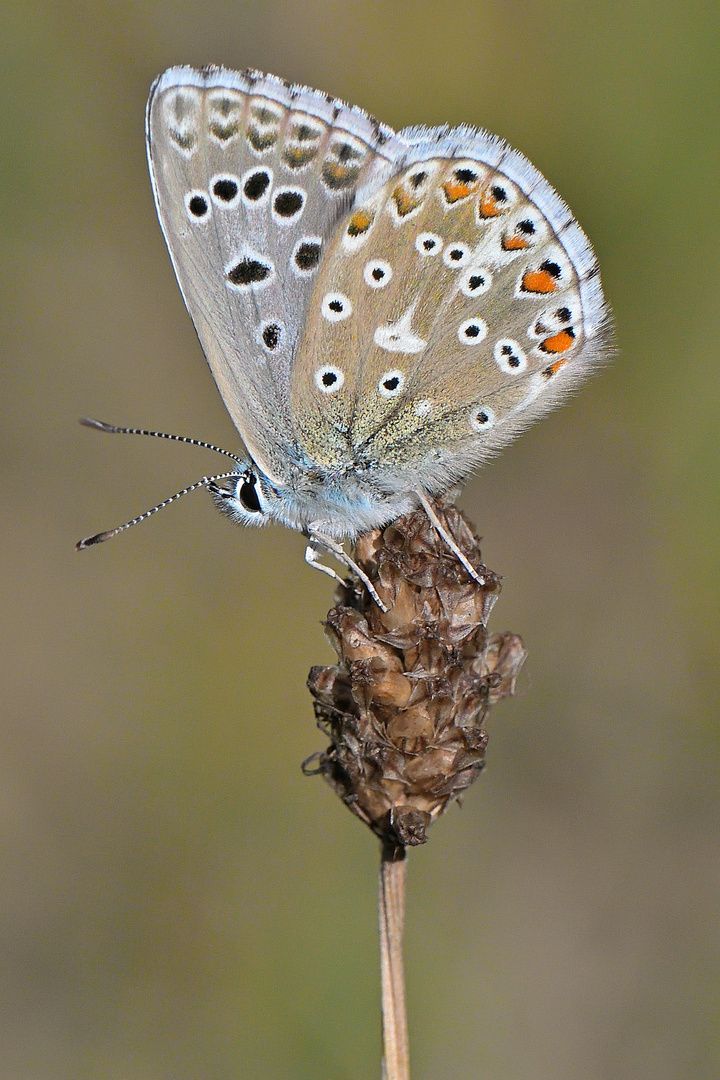 Silbergrüner Bläuling - Polyommatus coridon