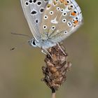 Silbergrüner Bläuling - Polyommatus coridon