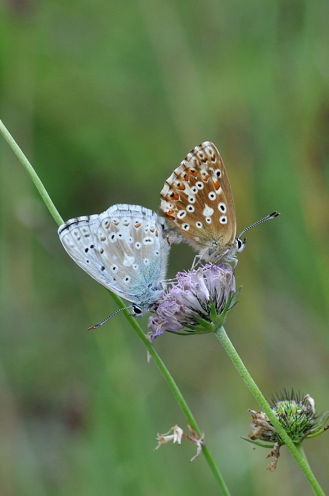 Silbergrüner-Bläuling (Polyommatus coridon); Kopula