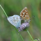 Silbergrüner-Bläuling (Polyommatus coridon); Kopula