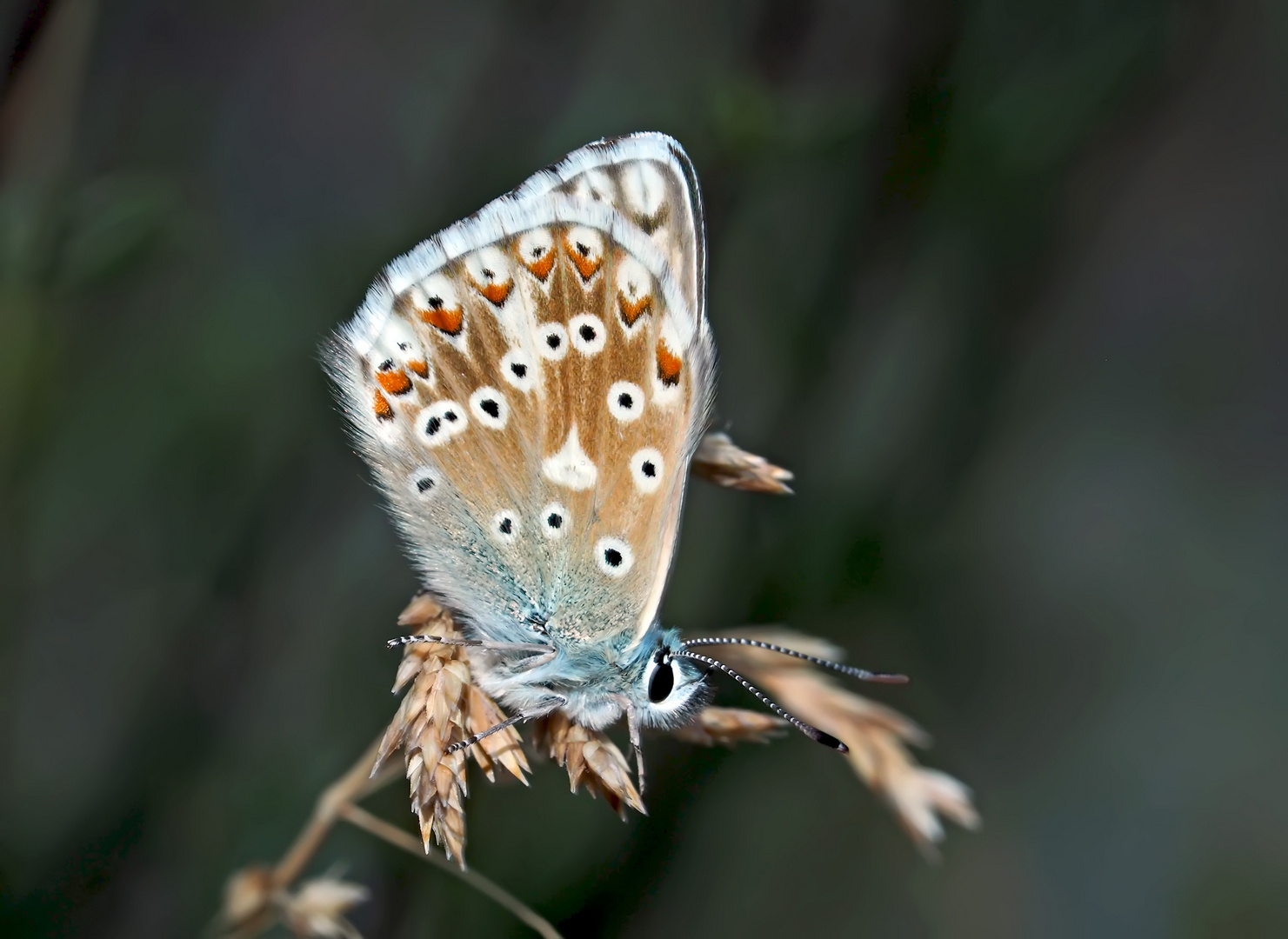 Silbergrüner Bläuling (Polyommatus coridon). - L'Argus bleu-nacré, une femelle.