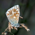 Silbergrüner Bläuling (Polyommatus coridon). - L'Argus bleu-nacré, une femelle.