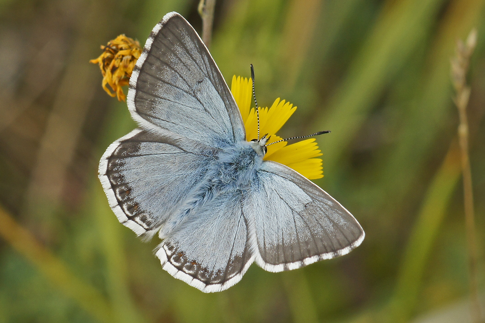 Silbergrüner Bläuling (Polyommatus coridon), Männchen