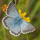 Silbergrüner Bläuling (Polyommatus coridon), Männchen