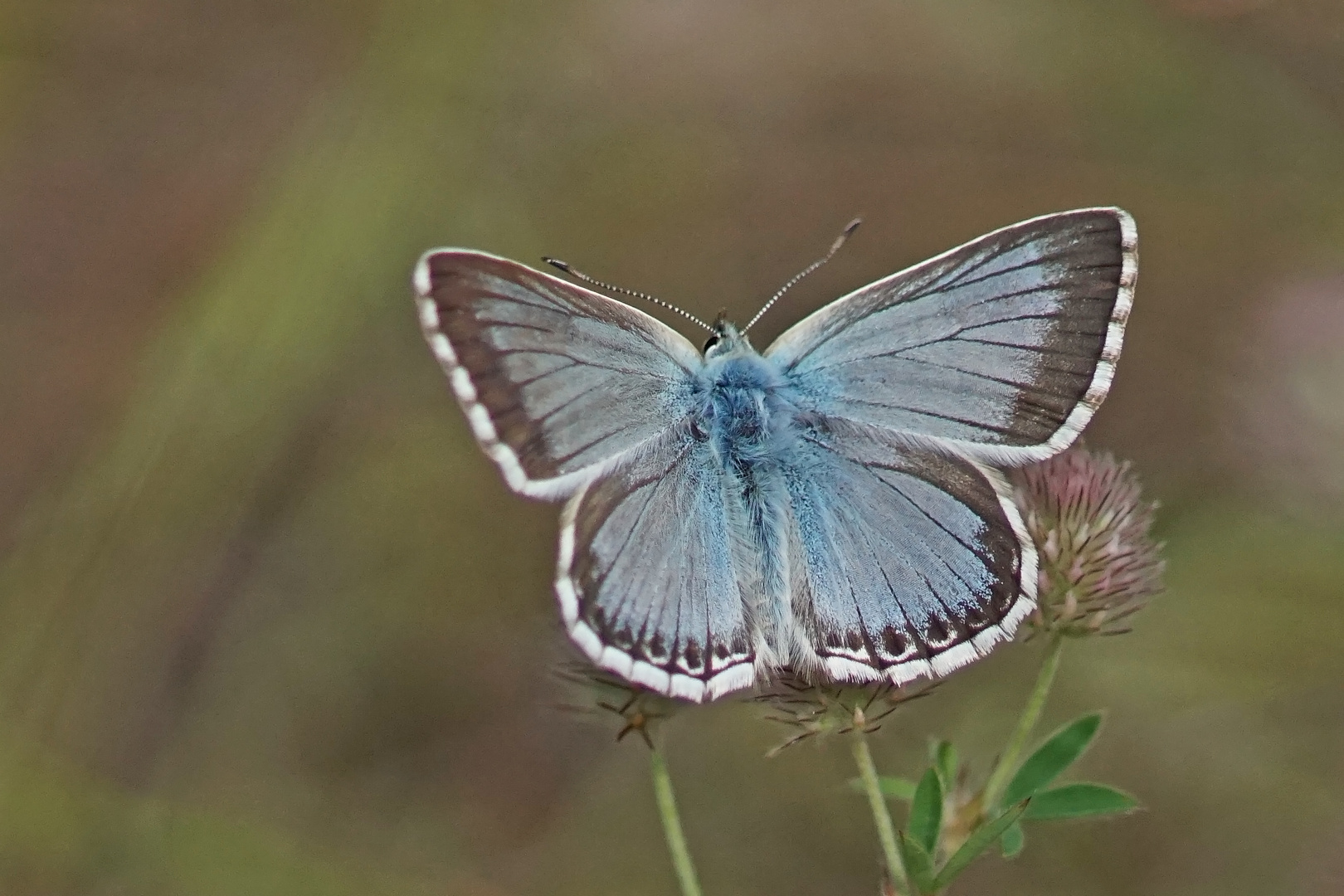 Silbergrüner Bläuling (Polyommatus coridon), Männchen