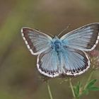 Silbergrüner Bläuling (Polyommatus coridon), Männchen