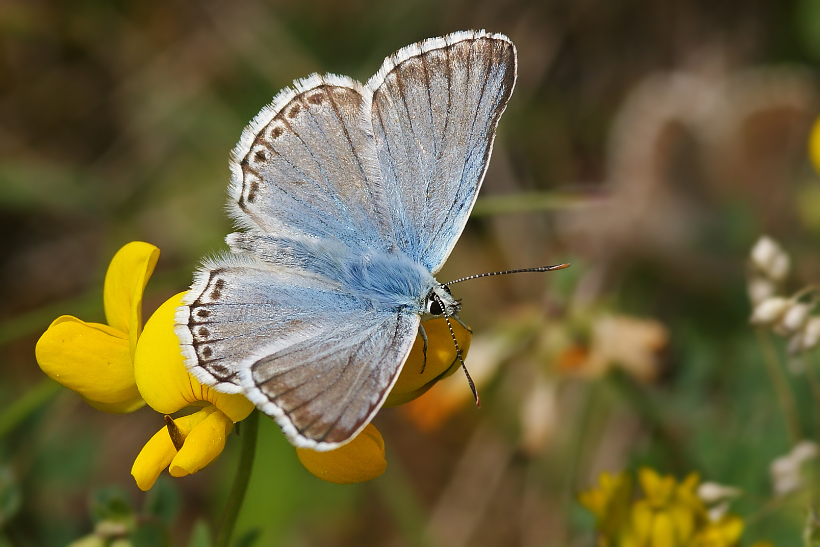 Silbergrüner Bläuling (Polyommatus coridon), Männchen