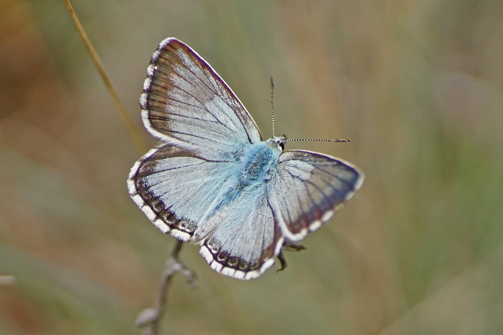 Silbergrüner Bläuling (Polyommatus coridon), Männchen