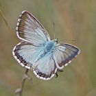 Silbergrüner Bläuling (Polyommatus coridon), Männchen