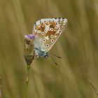 Silbergrüner Bläuling (Polyommatus coridon), Männchen