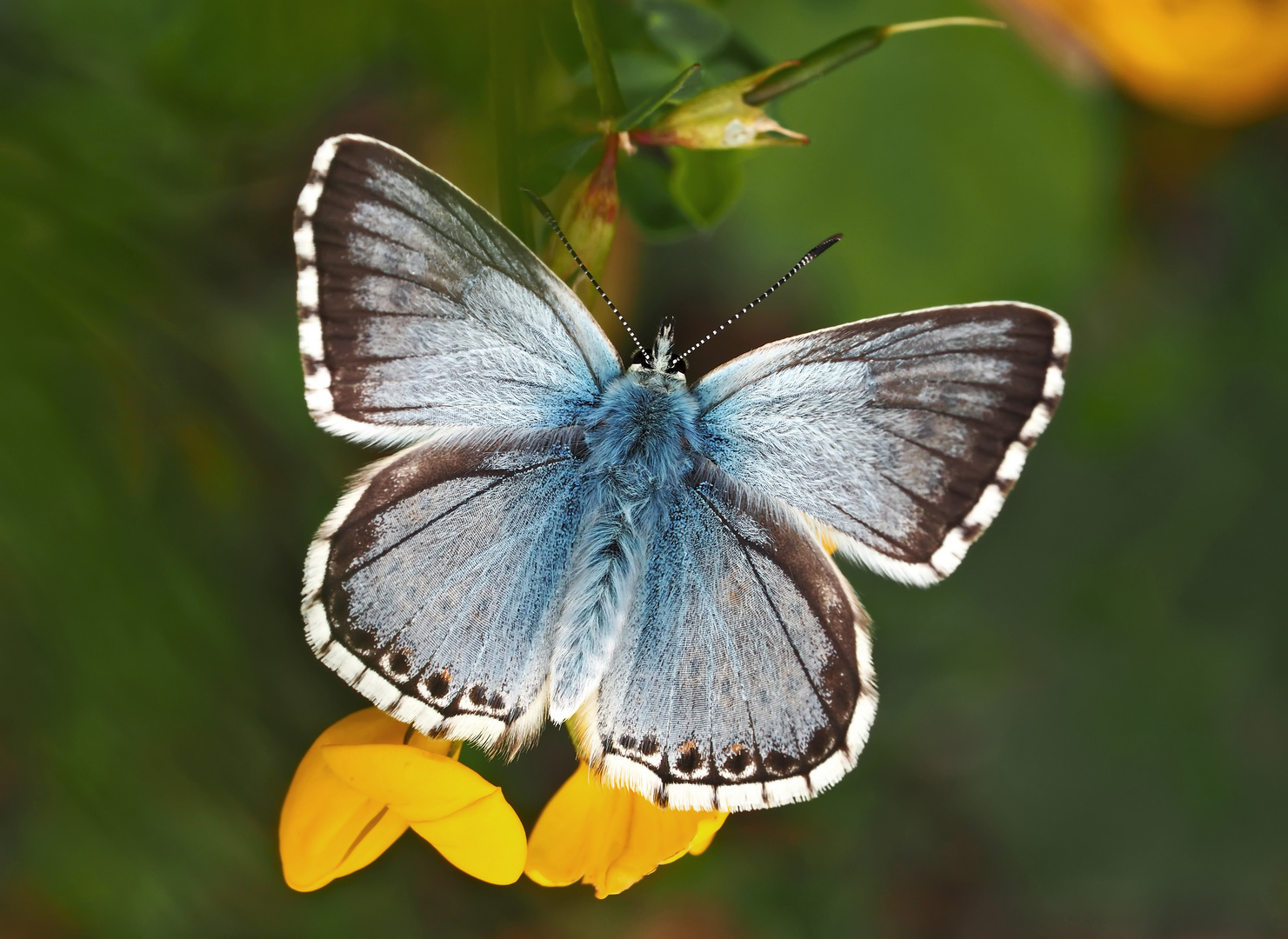 Silbergrüner Bläuling (Polyommatus coridon), Männchen. * - Argus bleu-nacré, un mâle.