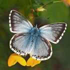 Silbergrüner Bläuling (Polyommatus coridon), Männchen. * - Argus bleu-nacré, un mâle.