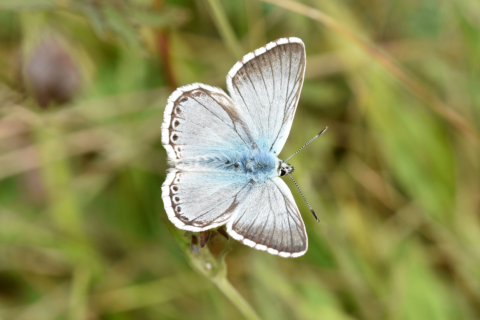 Silbergrüner Bläuling (Polyommatus coridon); Männchen