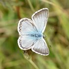 Silbergrüner Bläuling (Polyommatus coridon); Männchen