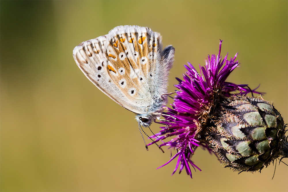 Silbergrüner Bläuling (Polyommatus coridon), Männchen