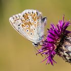 Silbergrüner Bläuling (Polyommatus coridon), Männchen