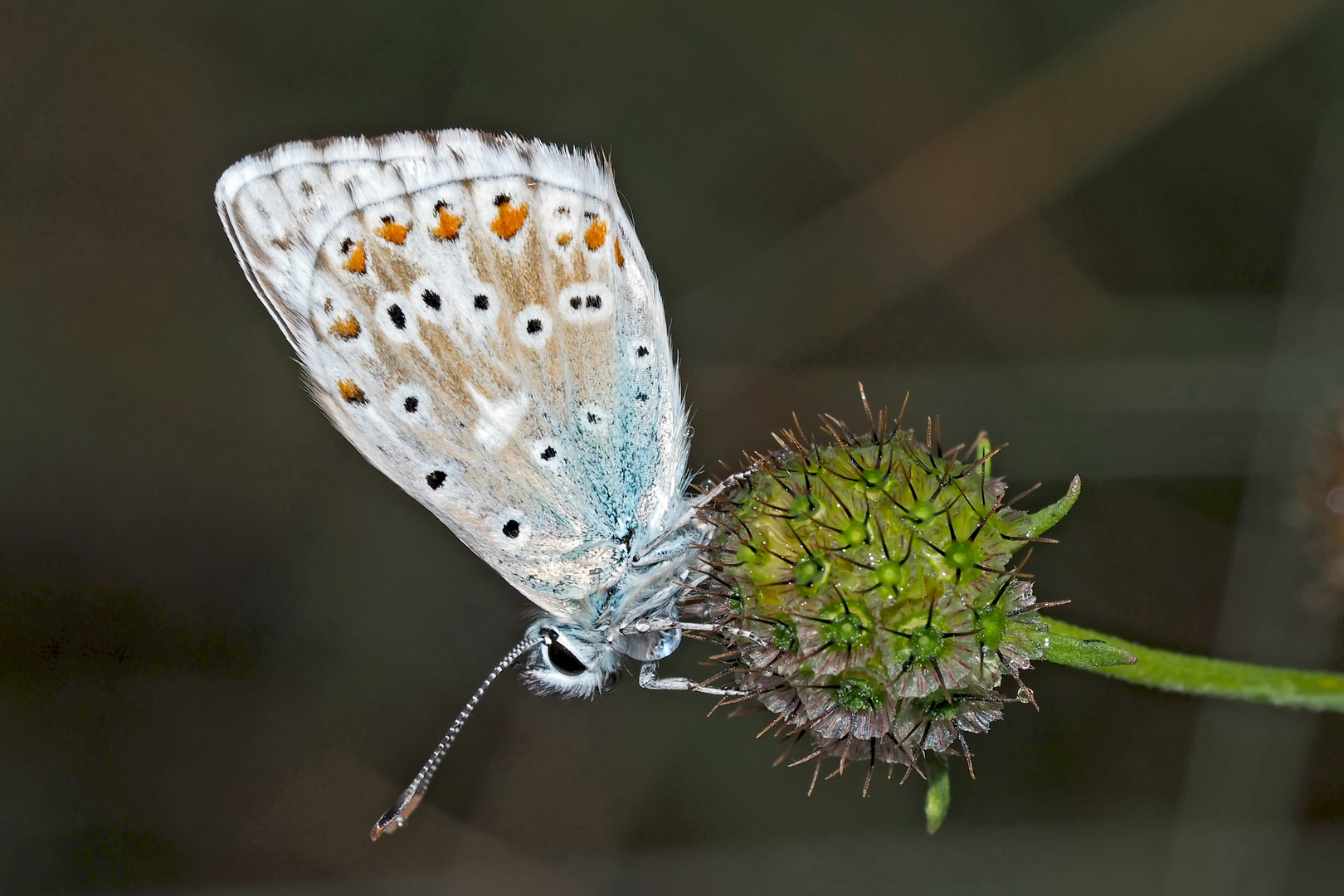 Silbergrüner Bläuling (Polyommatus coridon), Männchen.* - L'Argus bleu nacré.