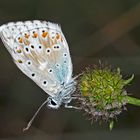 Silbergrüner Bläuling (Polyommatus coridon), Männchen.* - L'Argus bleu nacré.