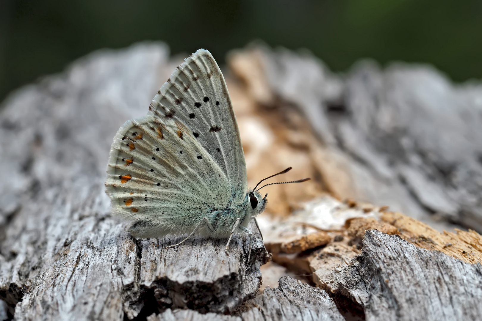 Silbergrüner Bläuling (Polyommatus coridon), Männchen - L'Argus bleu-nacré, un mâle.