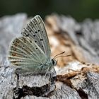 Silbergrüner Bläuling (Polyommatus coridon), Männchen - L'Argus bleu-nacré, un mâle.