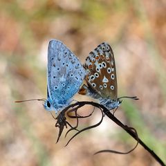 Silbergrüner Bläuling, (Polyommatus coridon), Paarung