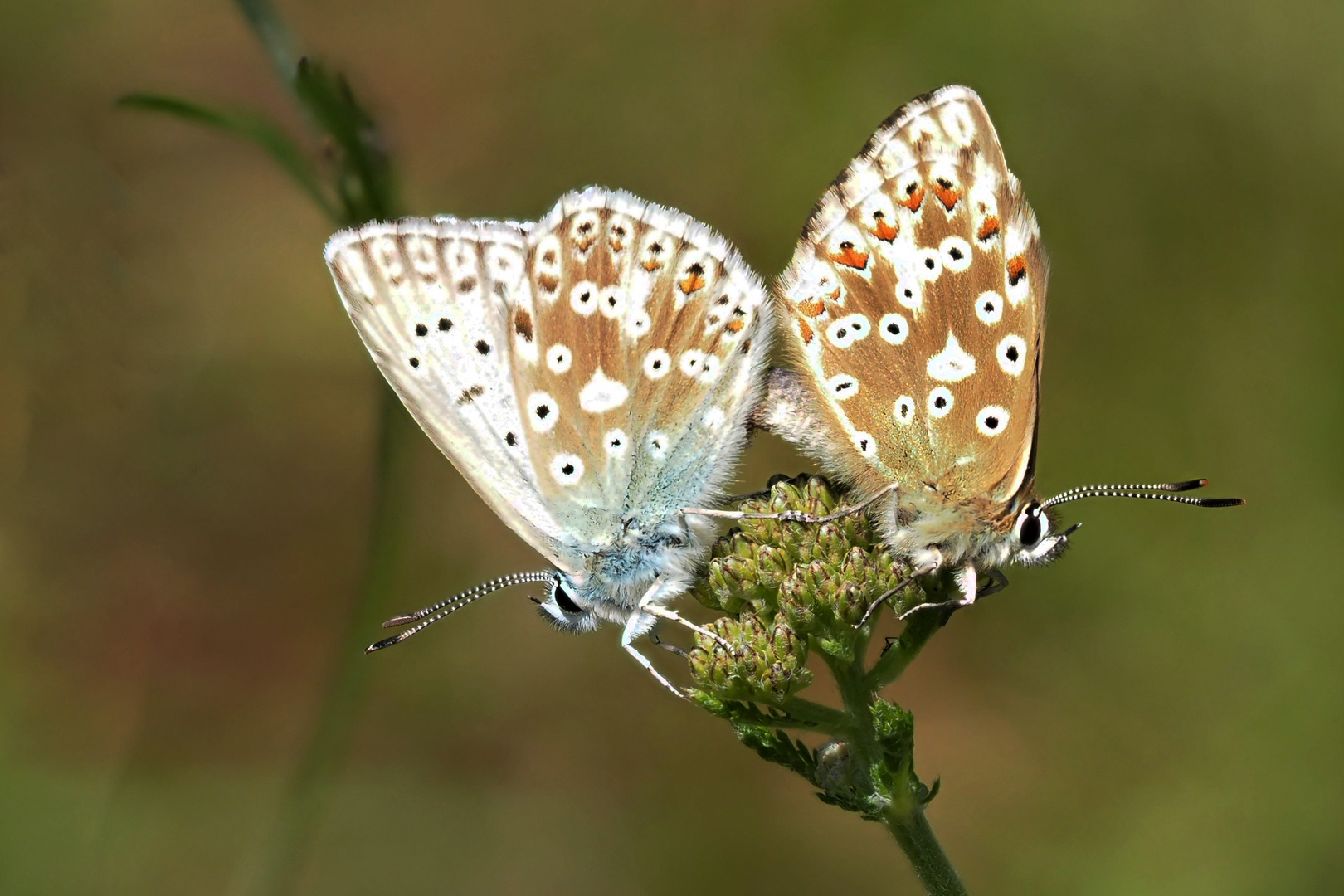 Silbergrüner Bläuling (Polyommatus coridon) Paarung