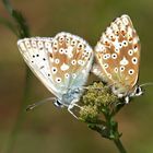 Silbergrüner Bläuling (Polyommatus coridon) Paarung