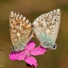 Silbergrüner Bläuling (Polyommatus coridon) Paarung