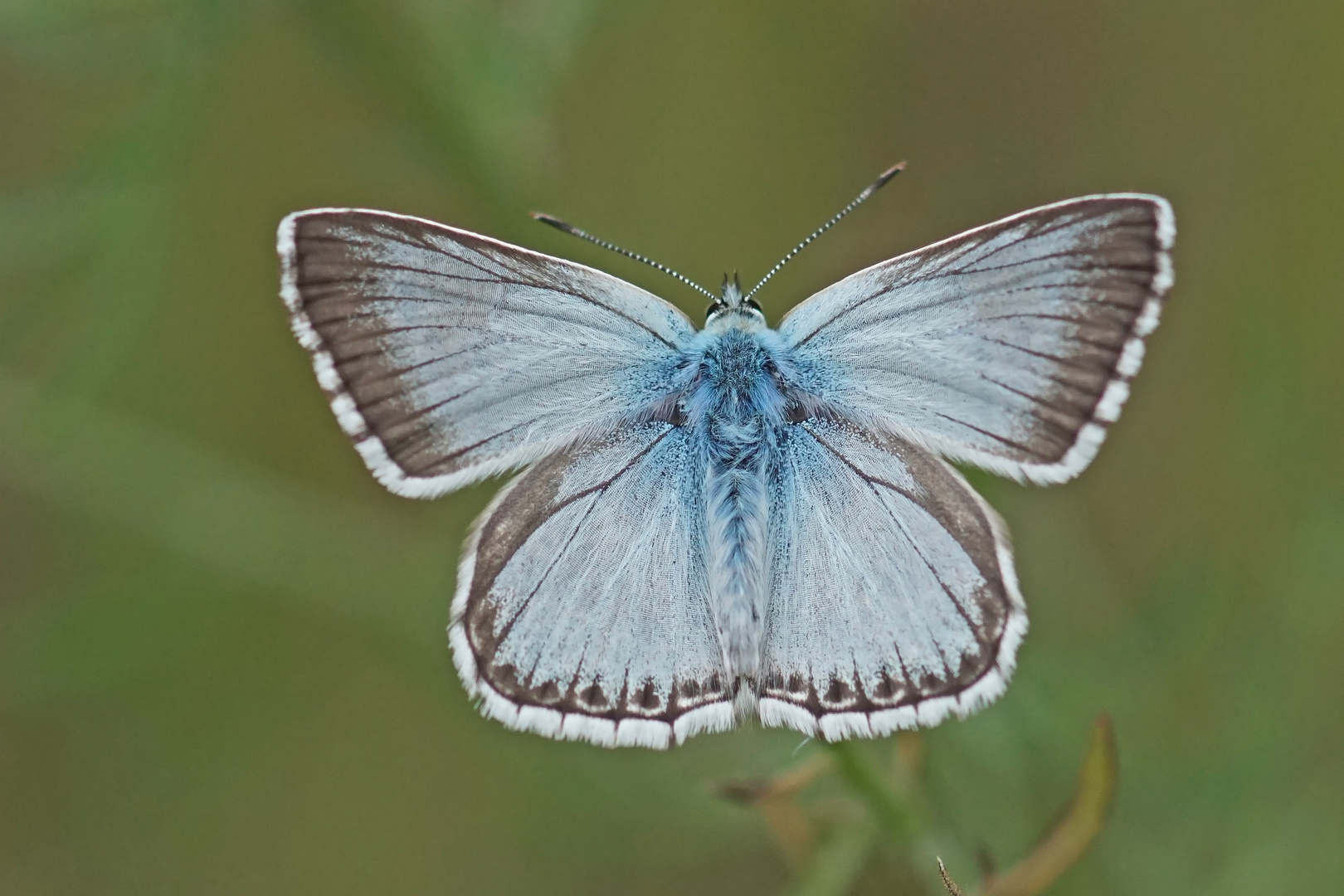 Silbergrüner Bläuling (Polyommatus coridon ssp. borussia), Männchen