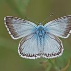 Silbergrüner Bläuling (Polyommatus coridon ssp. borussia), Männchen