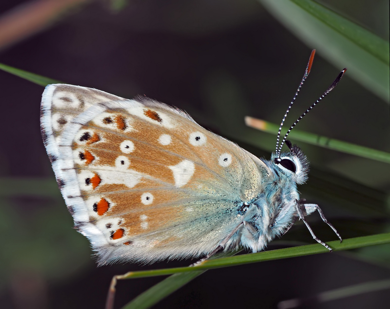 Silbergrüner Bläuling (Polyommatus coridon) - Une petite beauté!