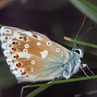 Silbergrüner Bläuling (Polyommatus coridon) - Une petite beauté!