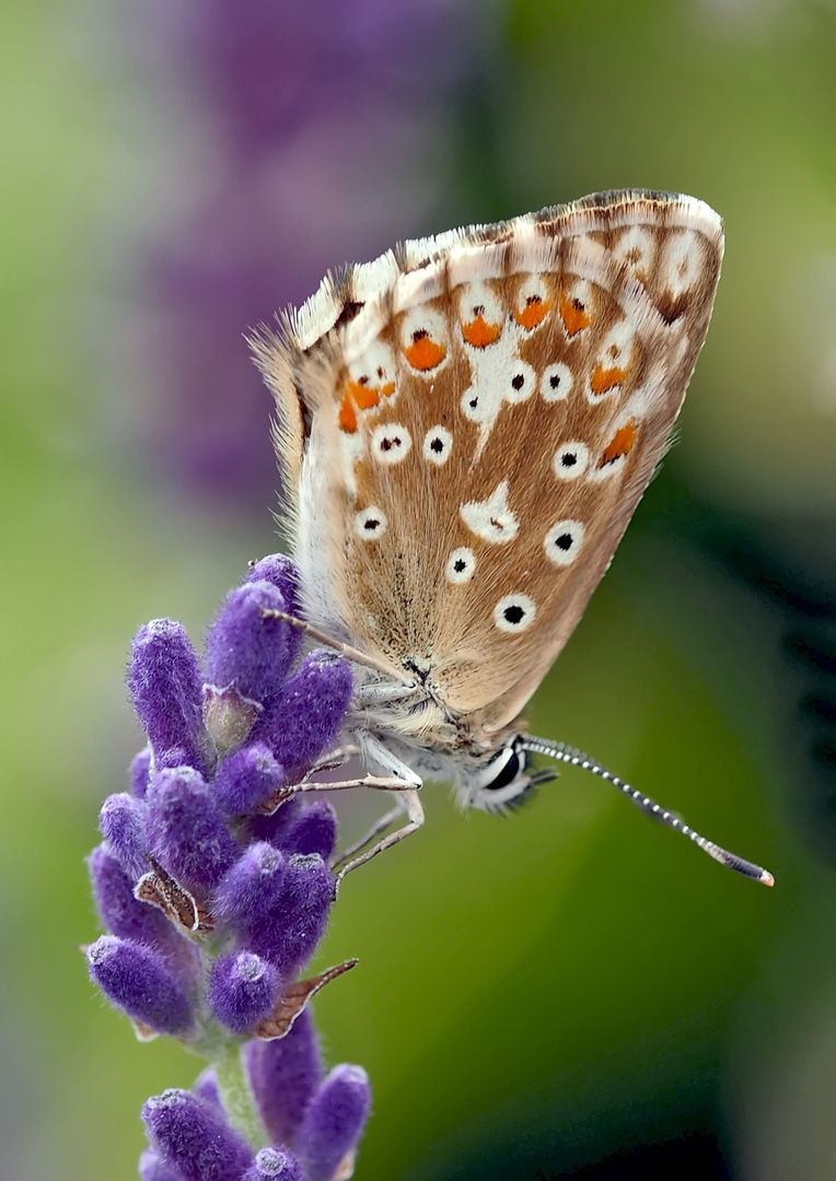 Silbergrüner Bläuling (Polyommatus coridon), Weibchen *  - Argus bleu nacré, femelle.