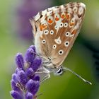 Silbergrüner Bläuling (Polyommatus coridon), Weibchen *  - Argus bleu nacré, femelle.